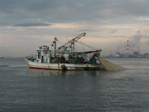 fish_koiwashi2